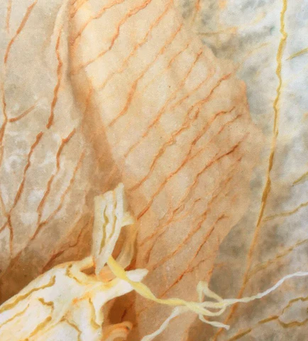 AFE27A07-D54E-414B-A5F6-5DBC5DC53665_480x480