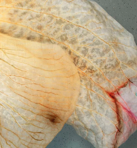 E0DDBBD6-90C0-4D21-AFC0-4A672421F955_480x480